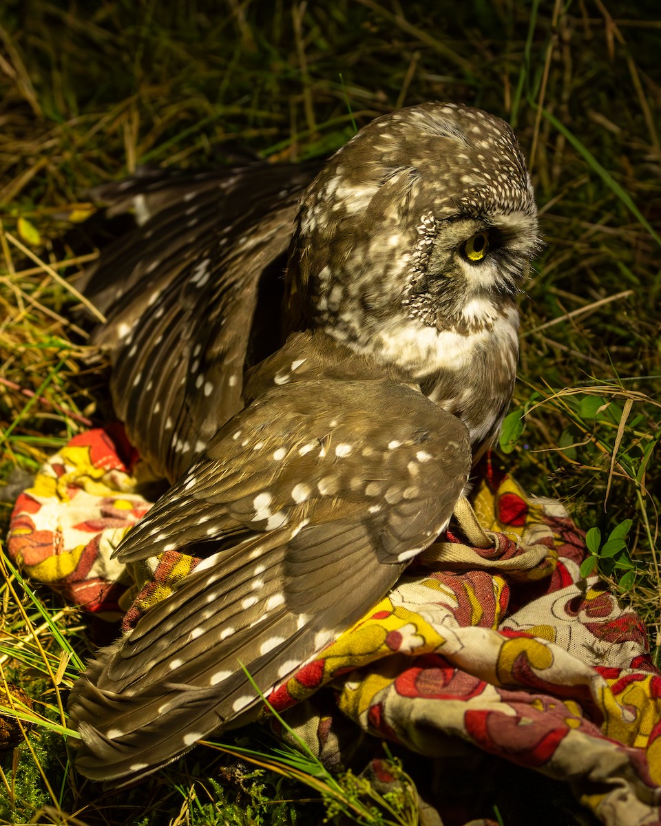 Nyctale de Tengmalm - ML644754674