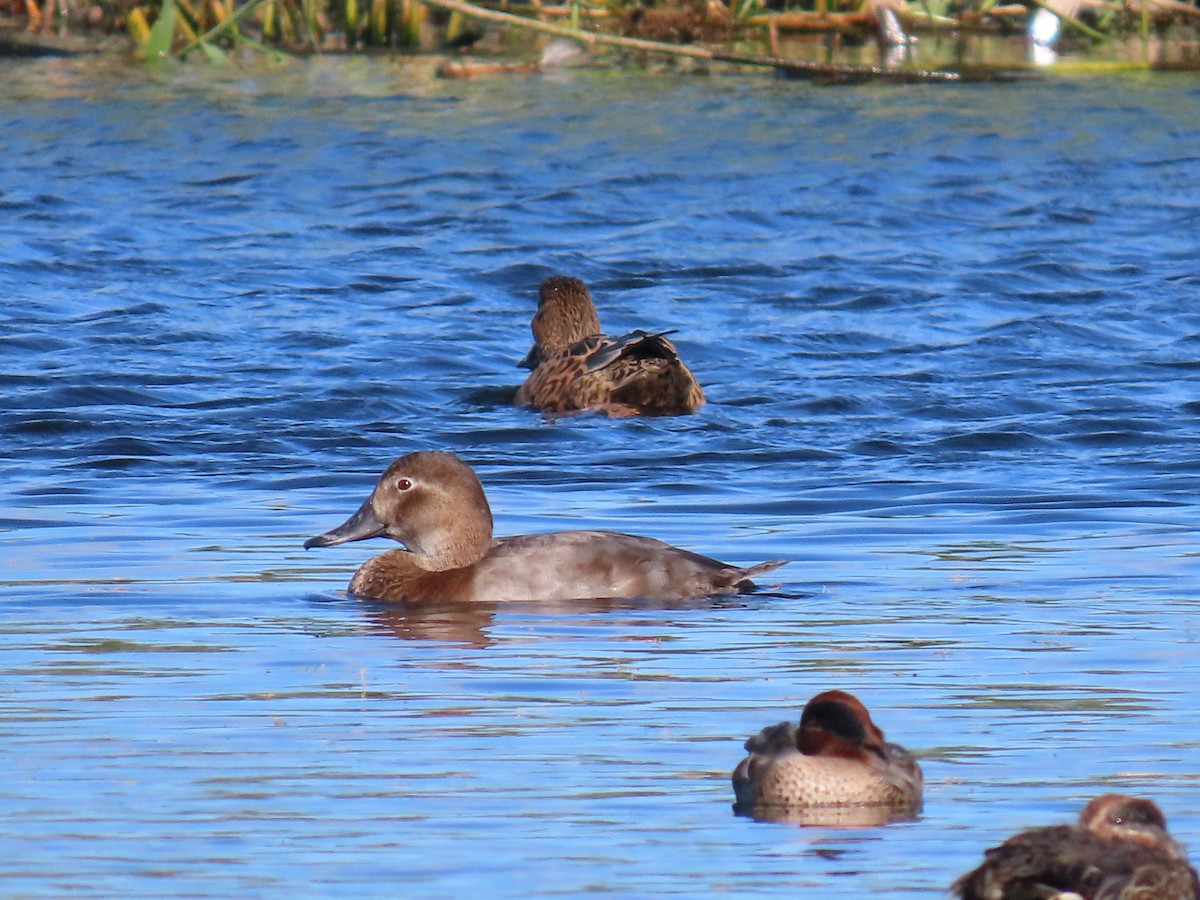 taffeland - ML644754691