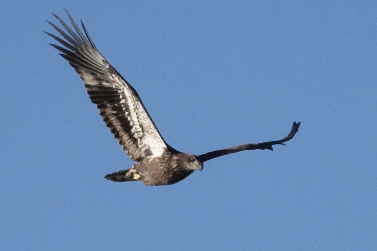 Bald Eagle - ML644754693