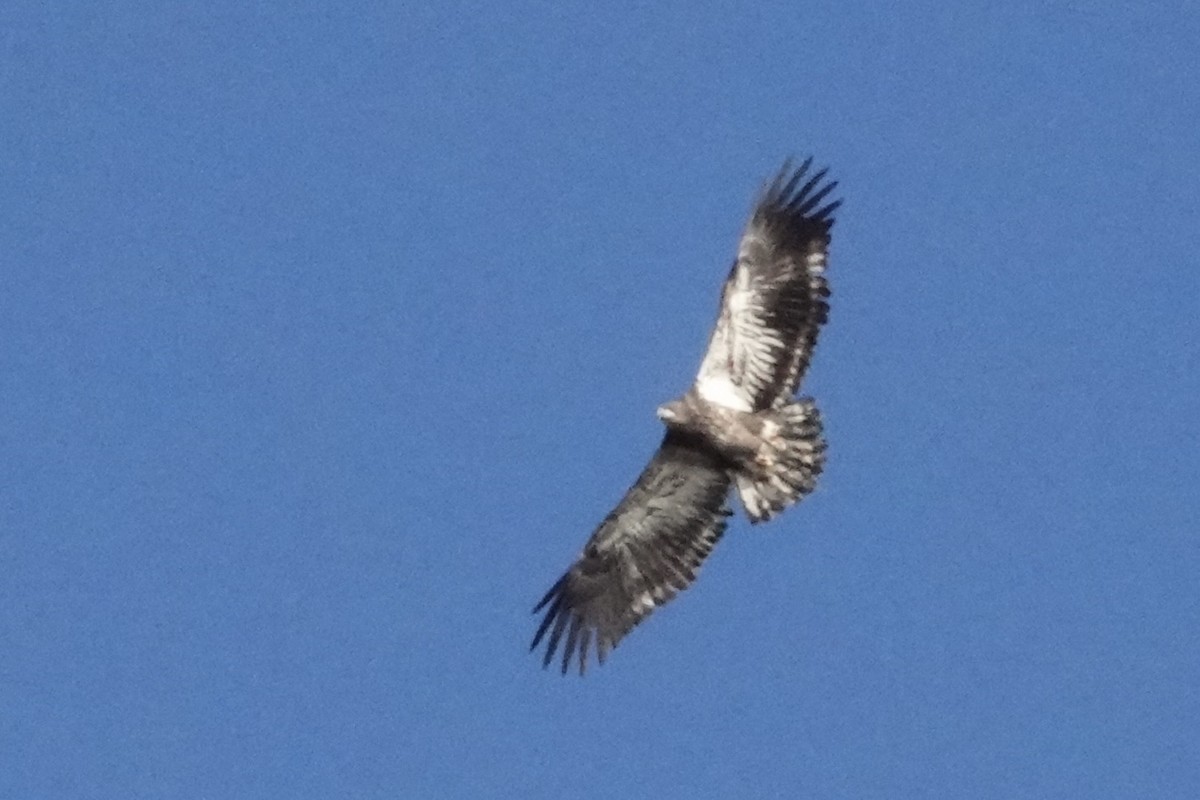 Bald Eagle - ML644754695