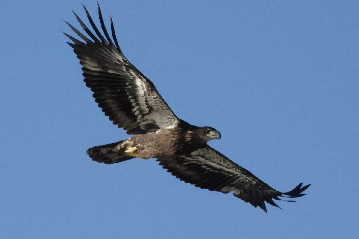 Bald Eagle - ML644754696