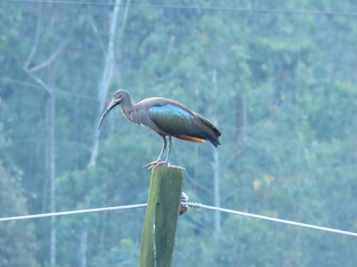 Hadada Ibis - ML644754697