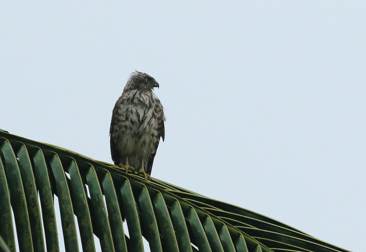 Shikra - ML644754698