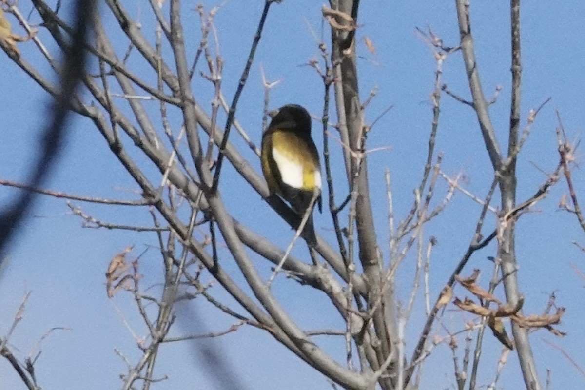 Evening Grosbeak - ML644754715