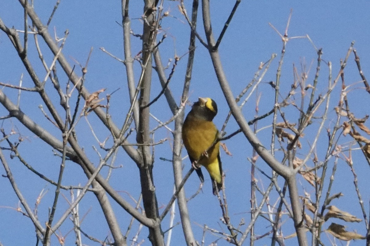 Evening Grosbeak - ML644754716