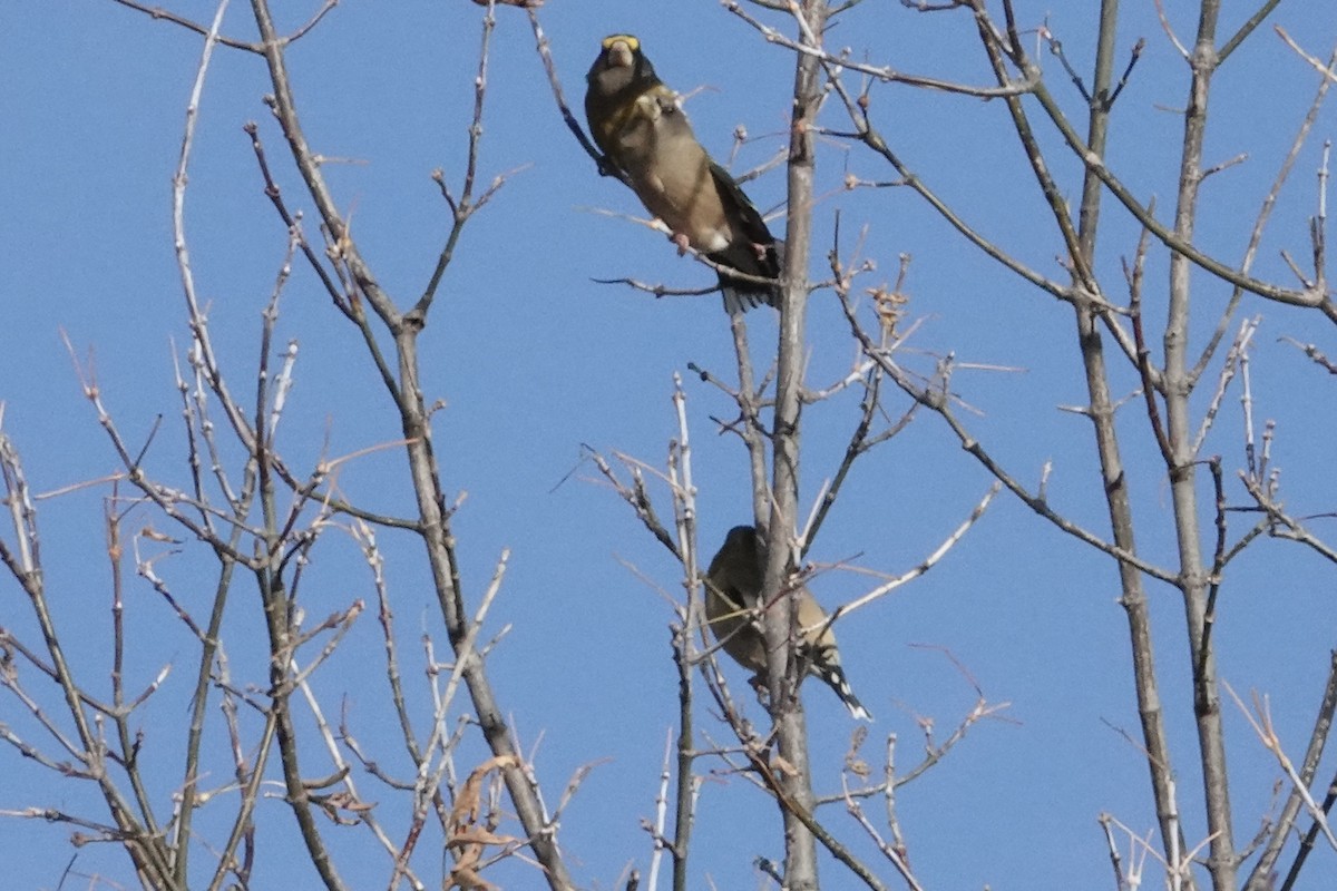 Evening Grosbeak - ML644754717