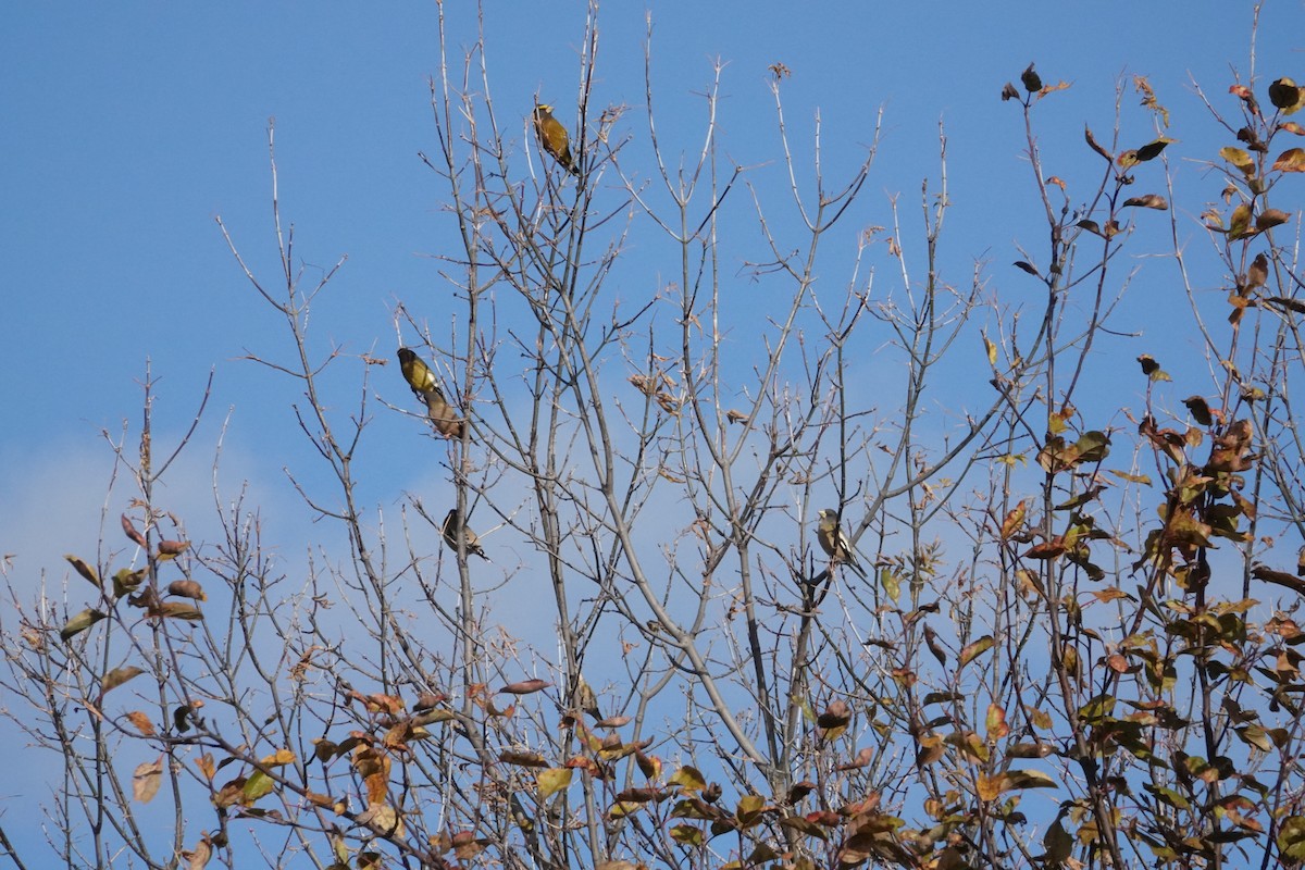 Evening Grosbeak - ML644754718