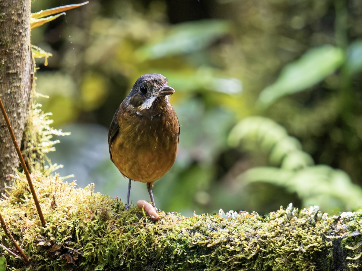 Moustached Antpitta - ML644754764