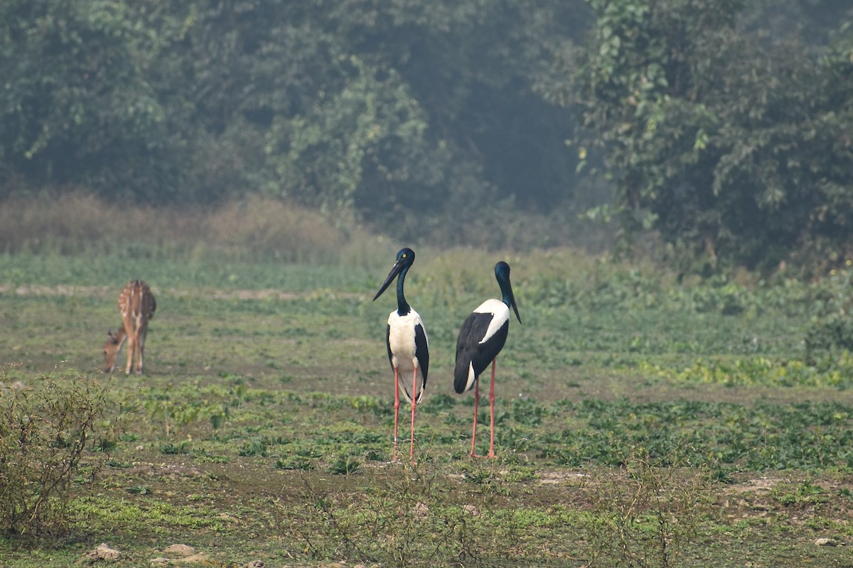 čáp černokrký - ML644754783