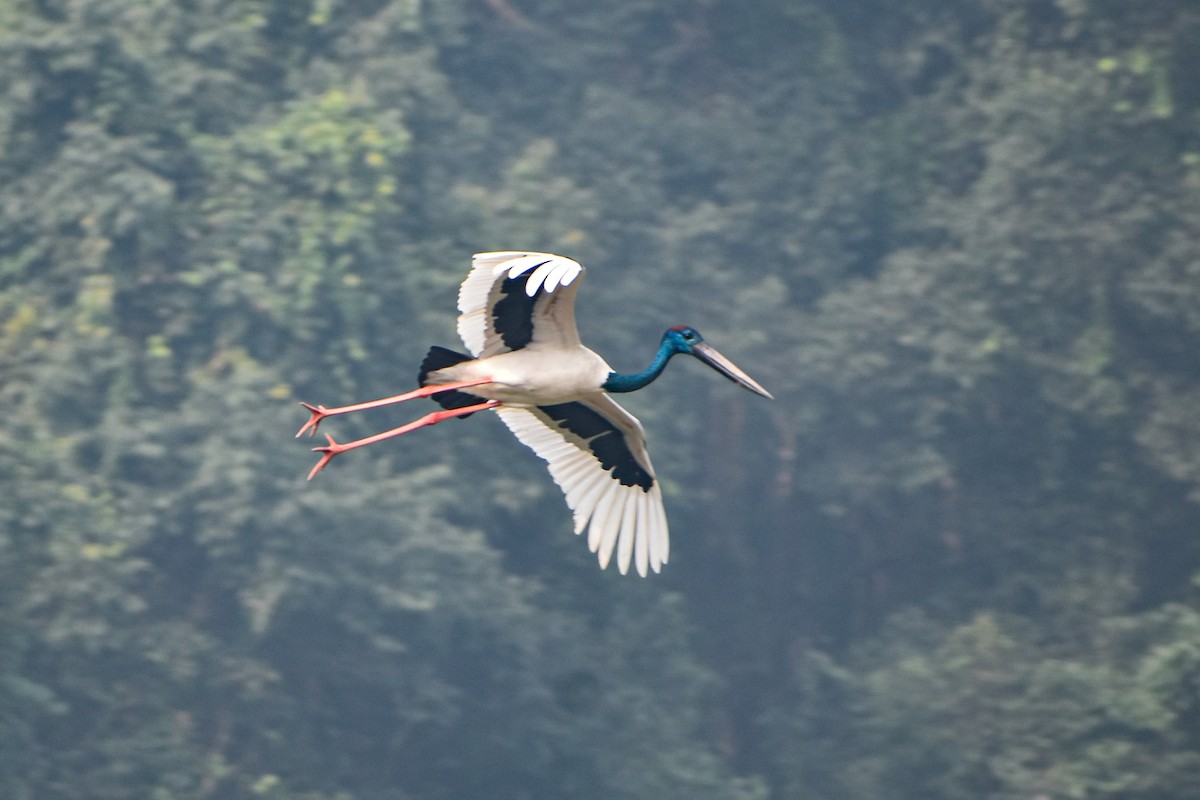 čáp černokrký - ML644754784