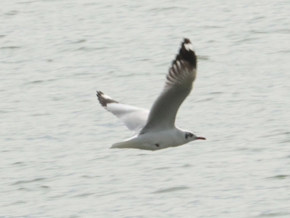 Gaviota Centroasiática - ML644754785