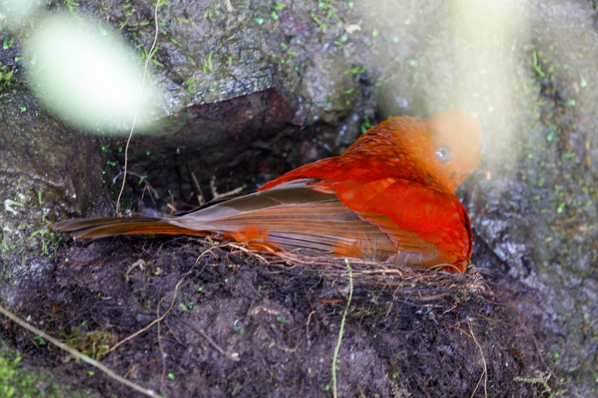 Andean Cock-of-the-rock - ML644754801