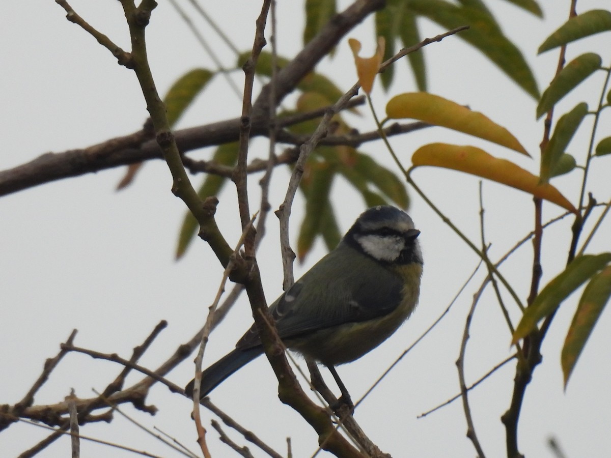 sýkora modřinka - ML644754810