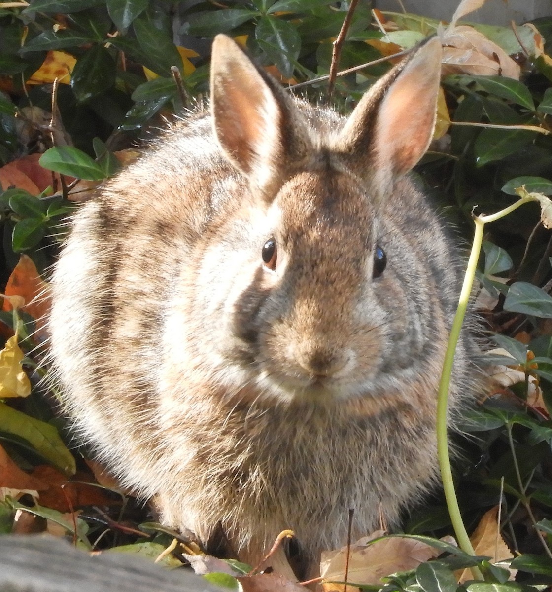 Cottontail Rabbits - ML644754817