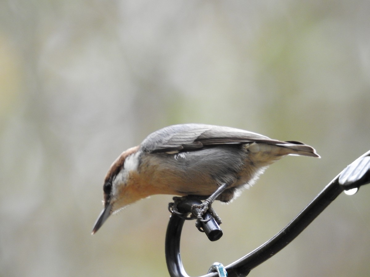 Boz Başlı Sıvacı - ML644754823