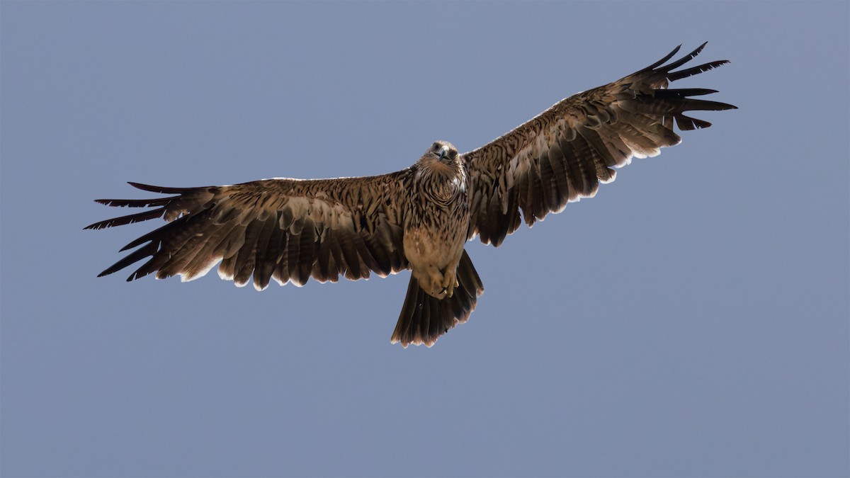 Imperial Eagle - ML644754829