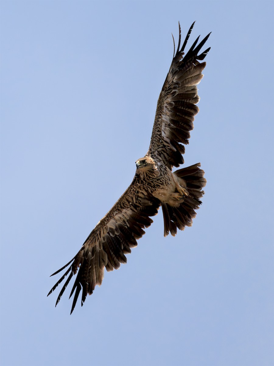 Imperial Eagle - ML644754830