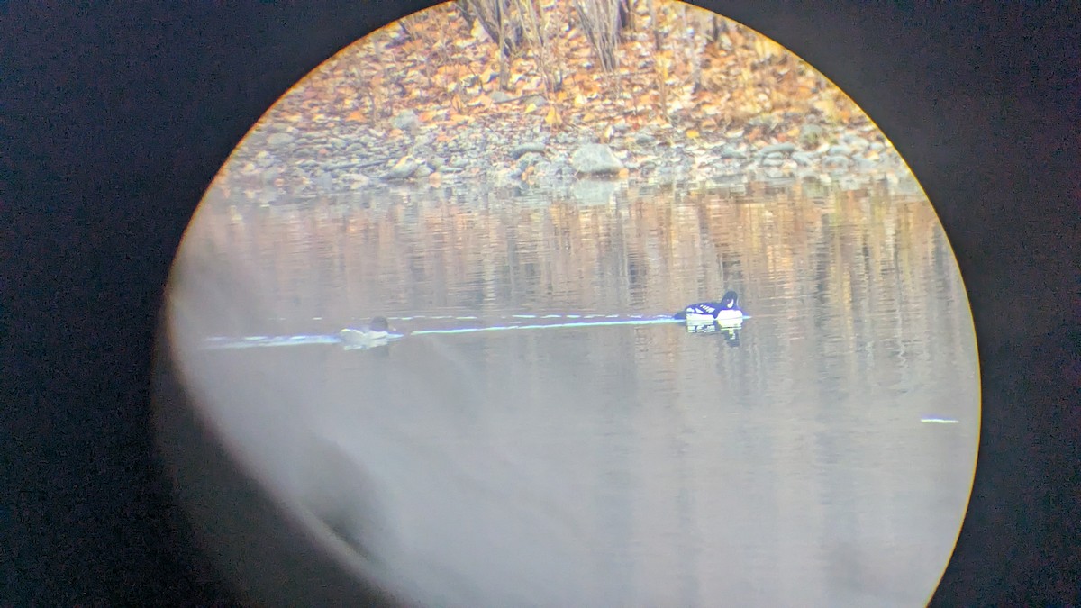 Barrow's Goldeneye - ML644754834