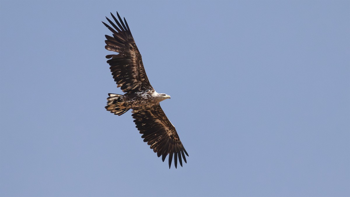 White-tailed Eagle - ML644754850