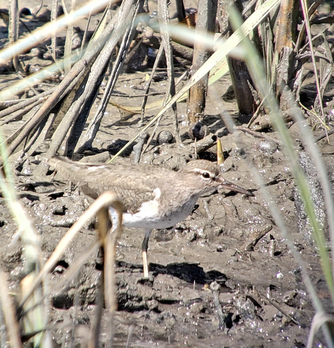 Spotted Sandpiper - ML644754851