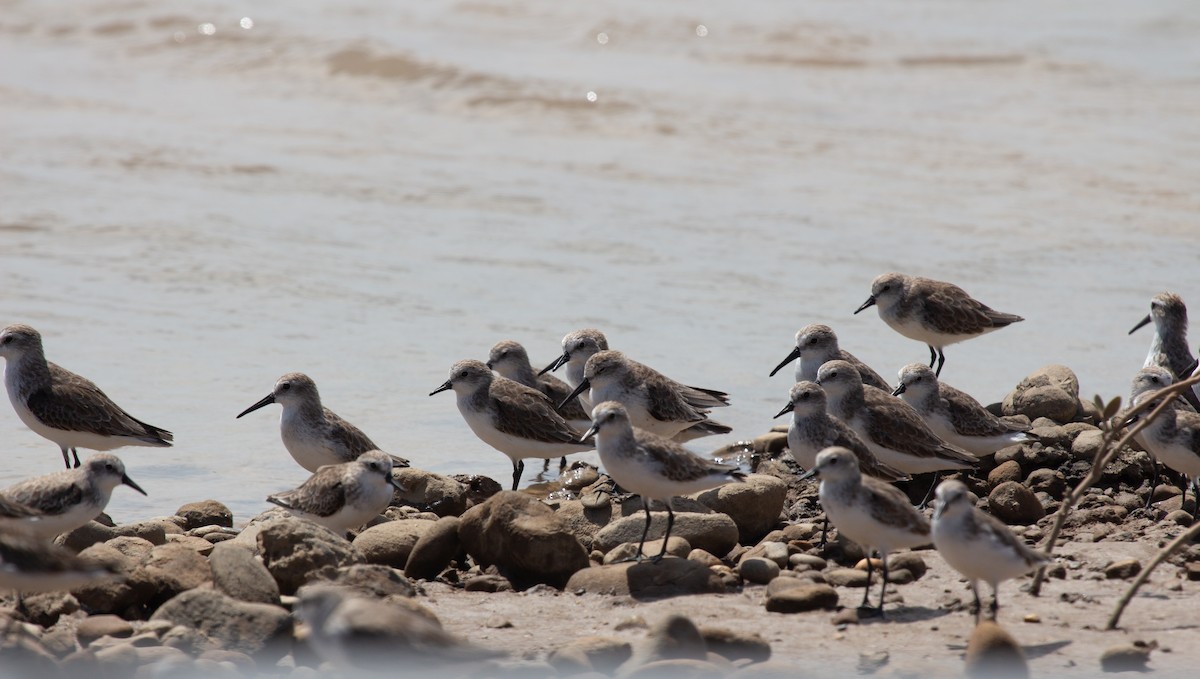Western Sandpiper - ML644754856