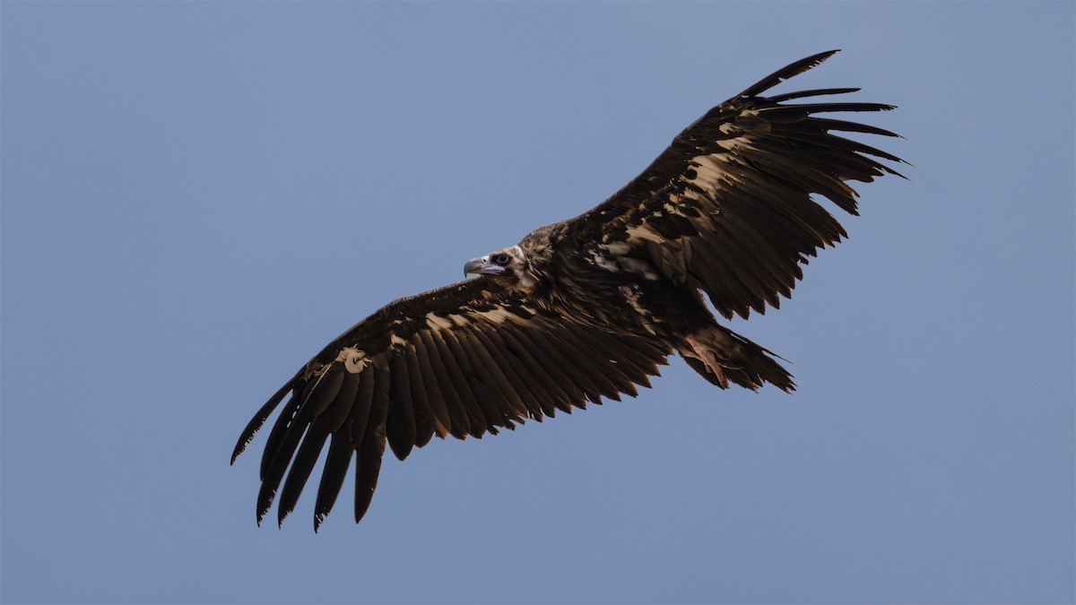 Cinereous Vulture - ML644754857