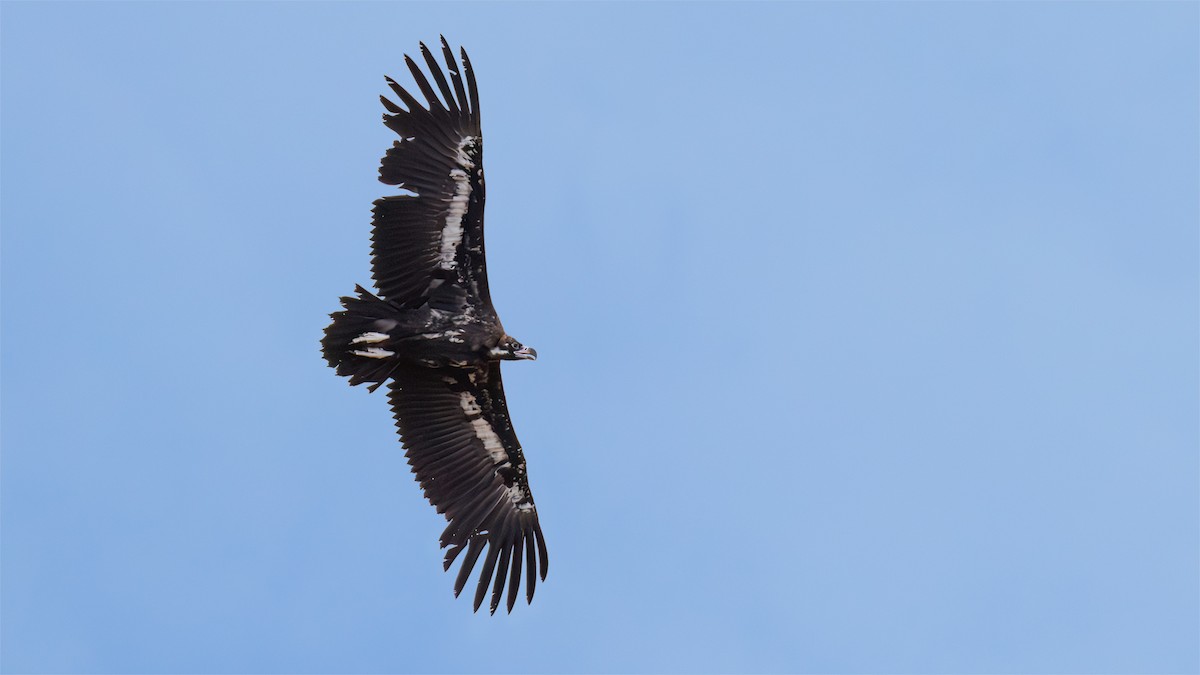 Cinereous Vulture - ML644754858