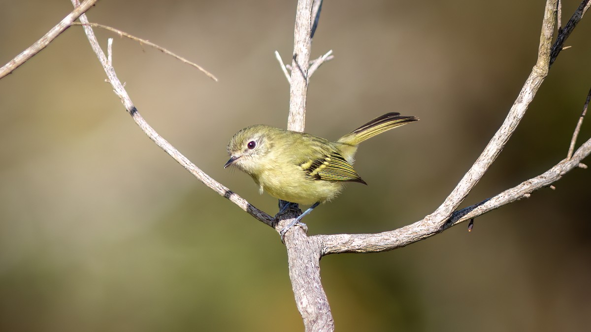 Mottle-cheeked Tyrannulet - ML644754859