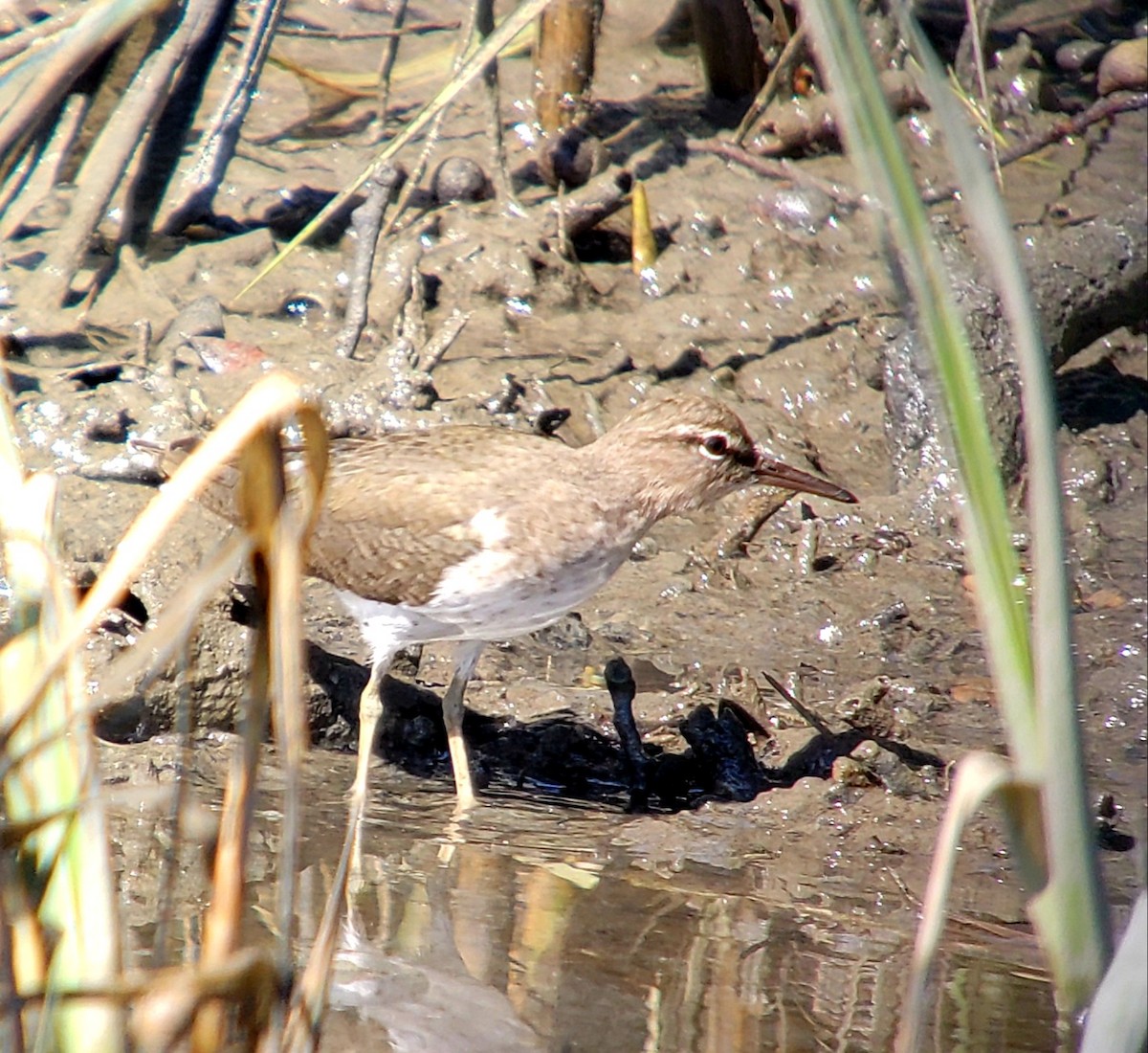 Spotted Sandpiper - ML644754860