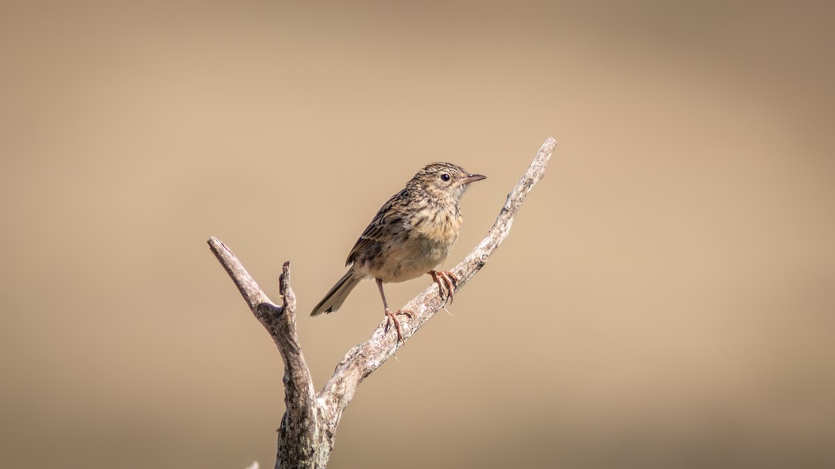 Hellmayr's Pipit - ML644754866