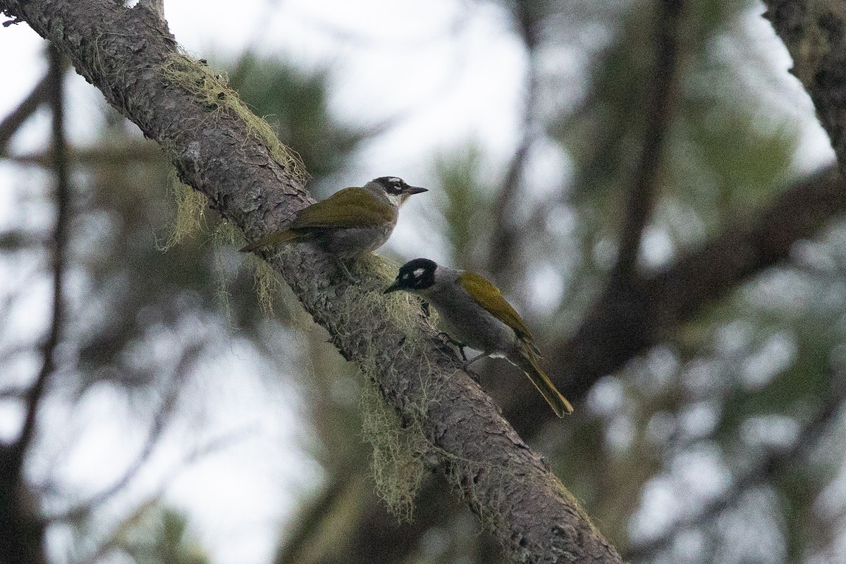 Пальмагра чорноголова - ML644754867