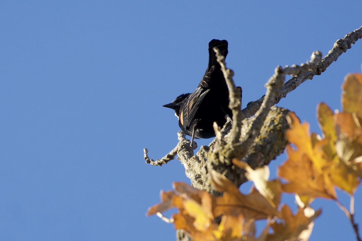Red-winged Blackbird - ML644754869