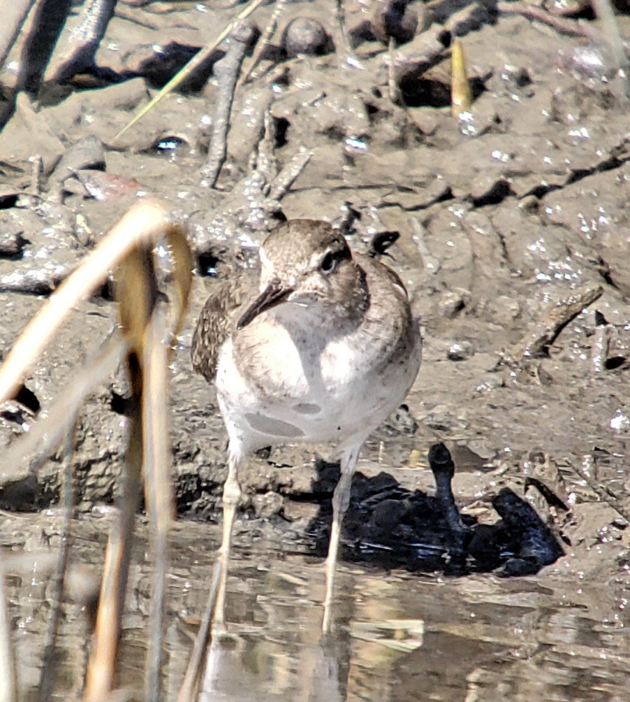 Spotted Sandpiper - ML644754870