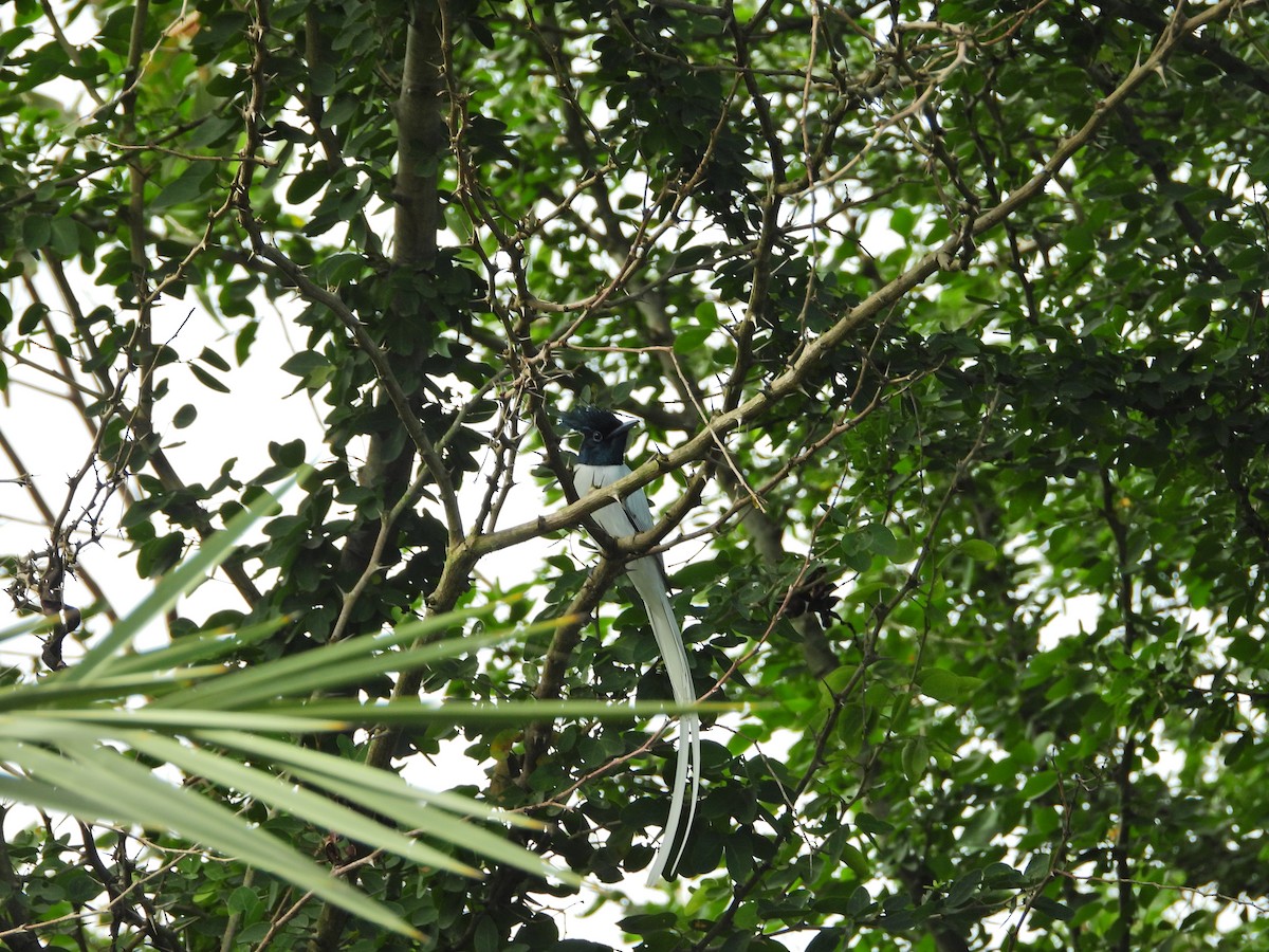 Indian Paradise-Flycatcher - ML644754908