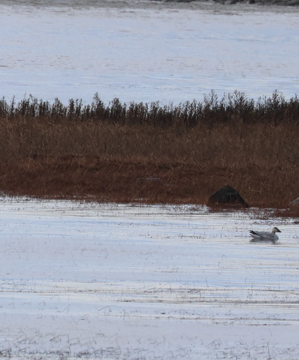 Snow Goose - ML644754912