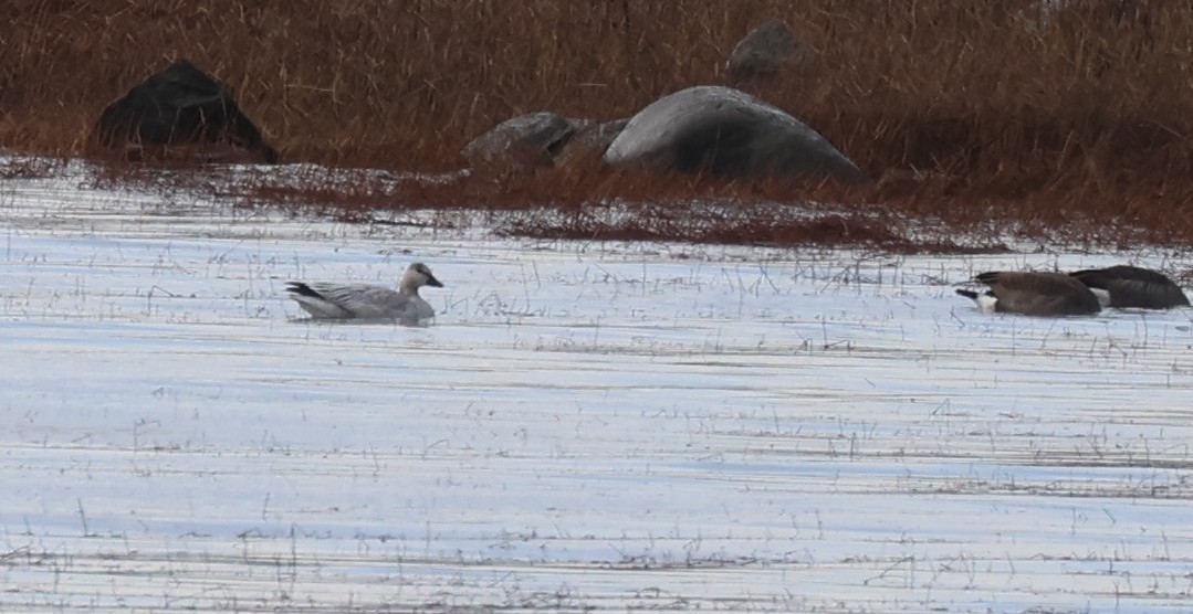 Snow Goose - ML644754913