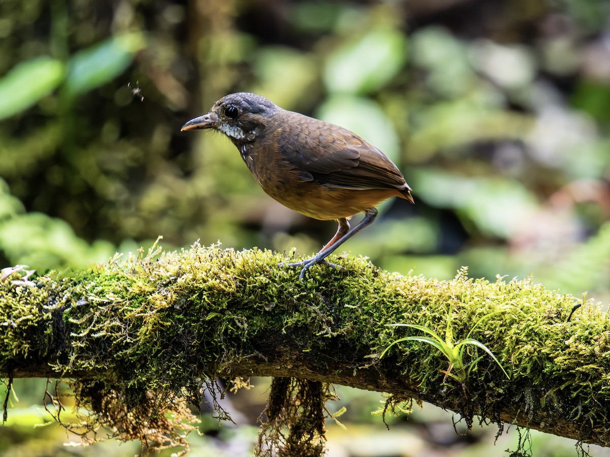 Moustached Antpitta - ML644754915