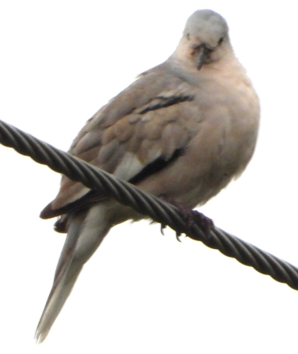 Picui Ground Dove - ML644754916