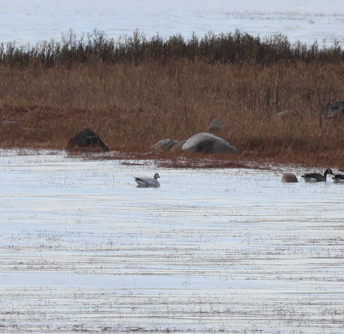 Snow Goose - ML644754919