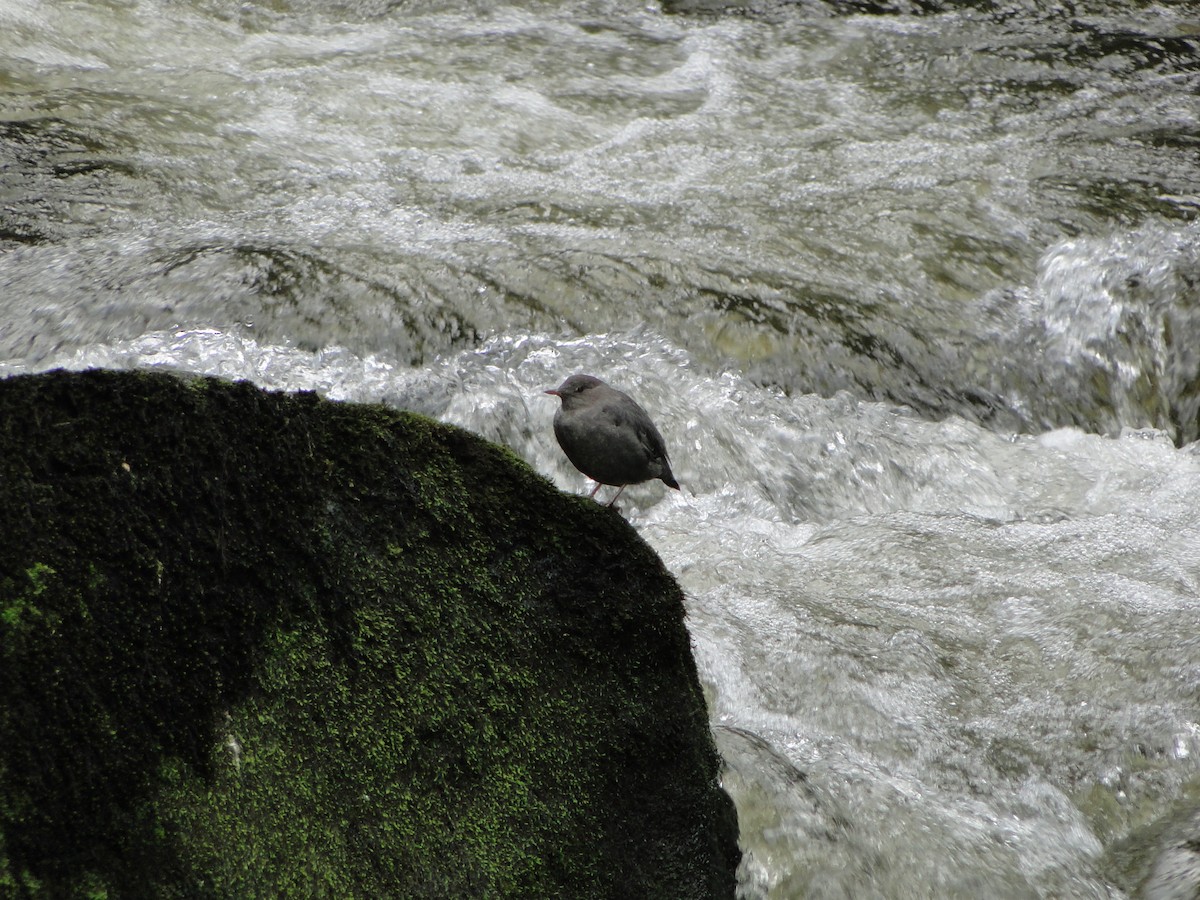American Dipper - ML644754922