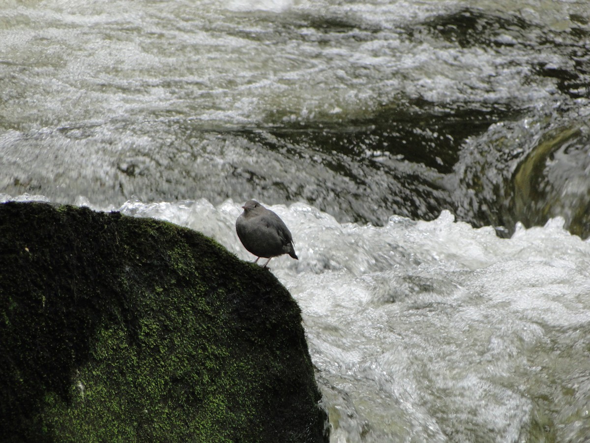 American Dipper - ML644754923