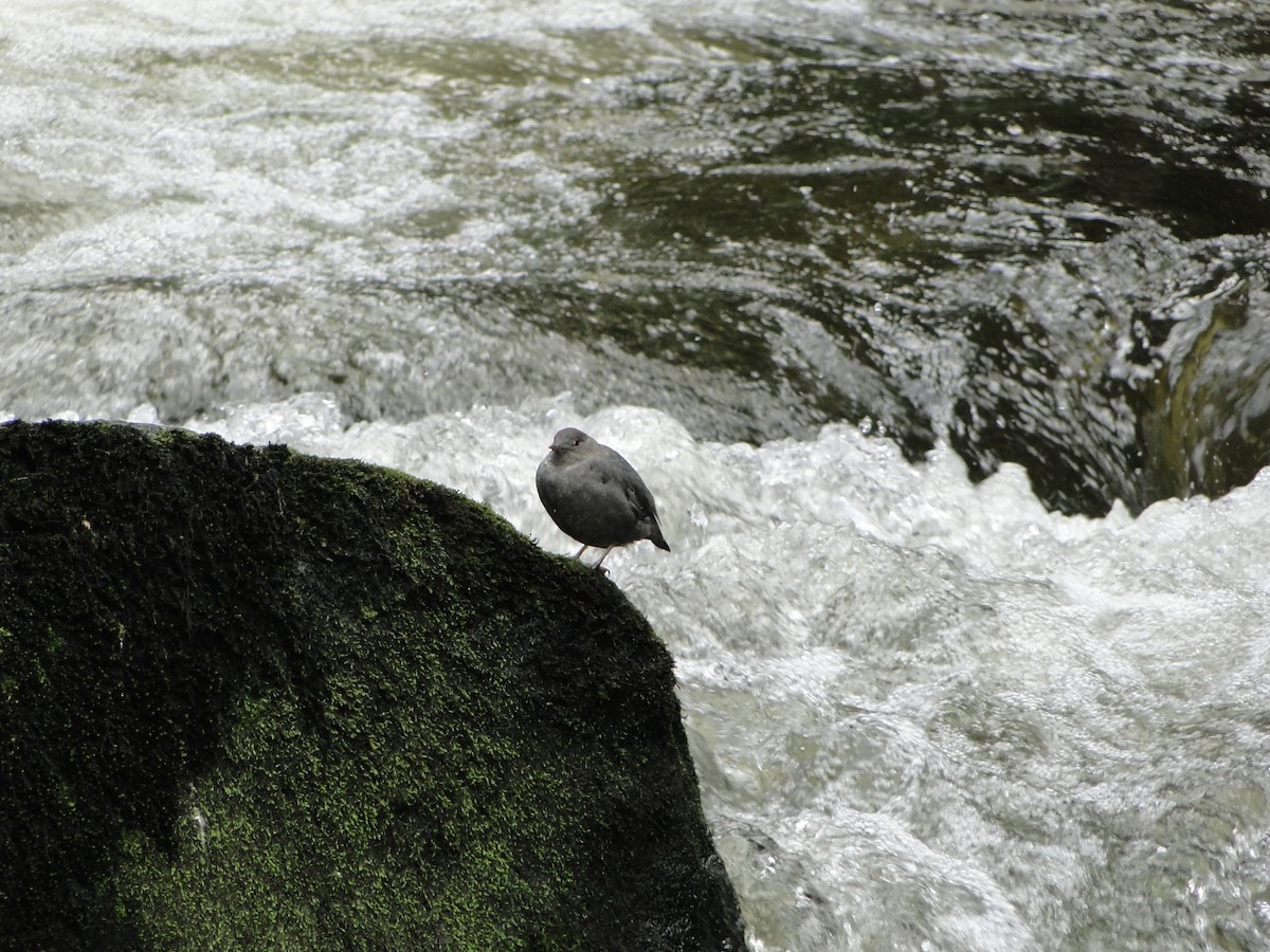 メキシコカワガラス - ML644754926