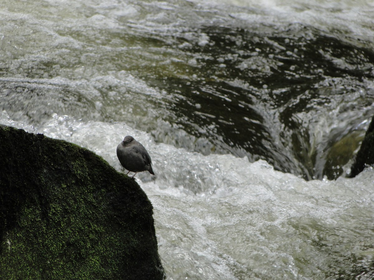 American Dipper - ML644754927