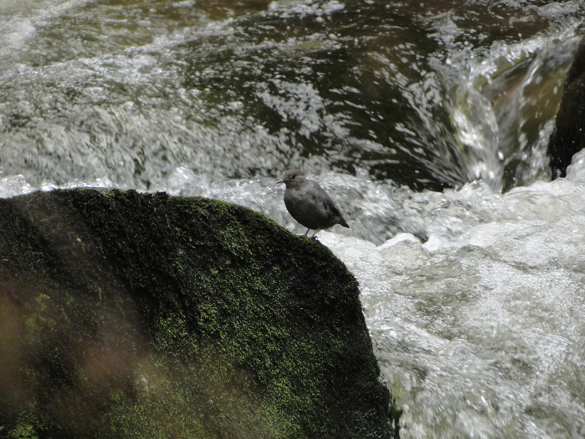 American Dipper - ML644754928