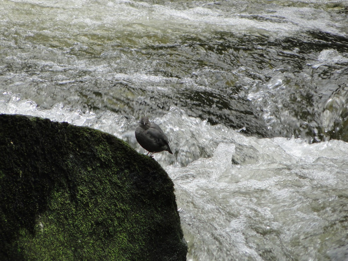 American Dipper - ML644754929