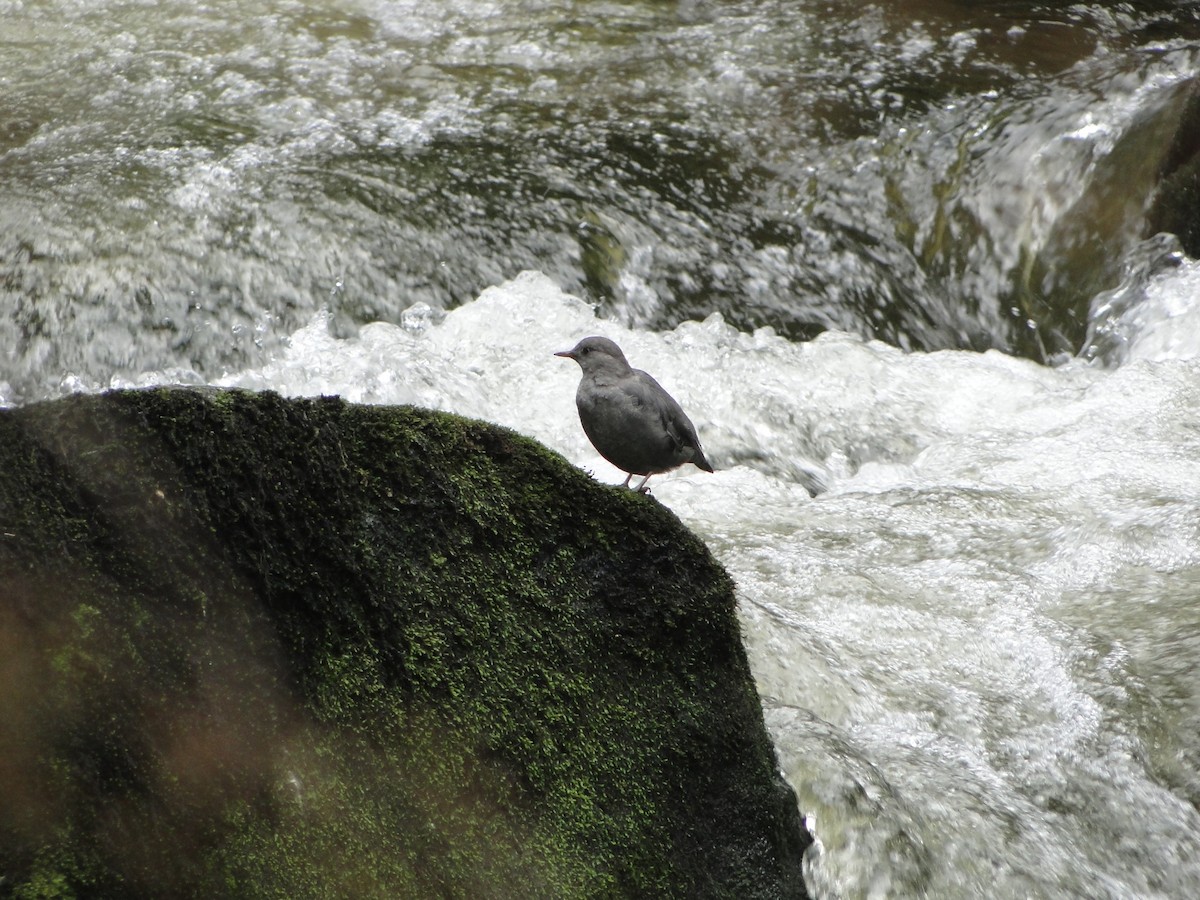 American Dipper - ML644754930