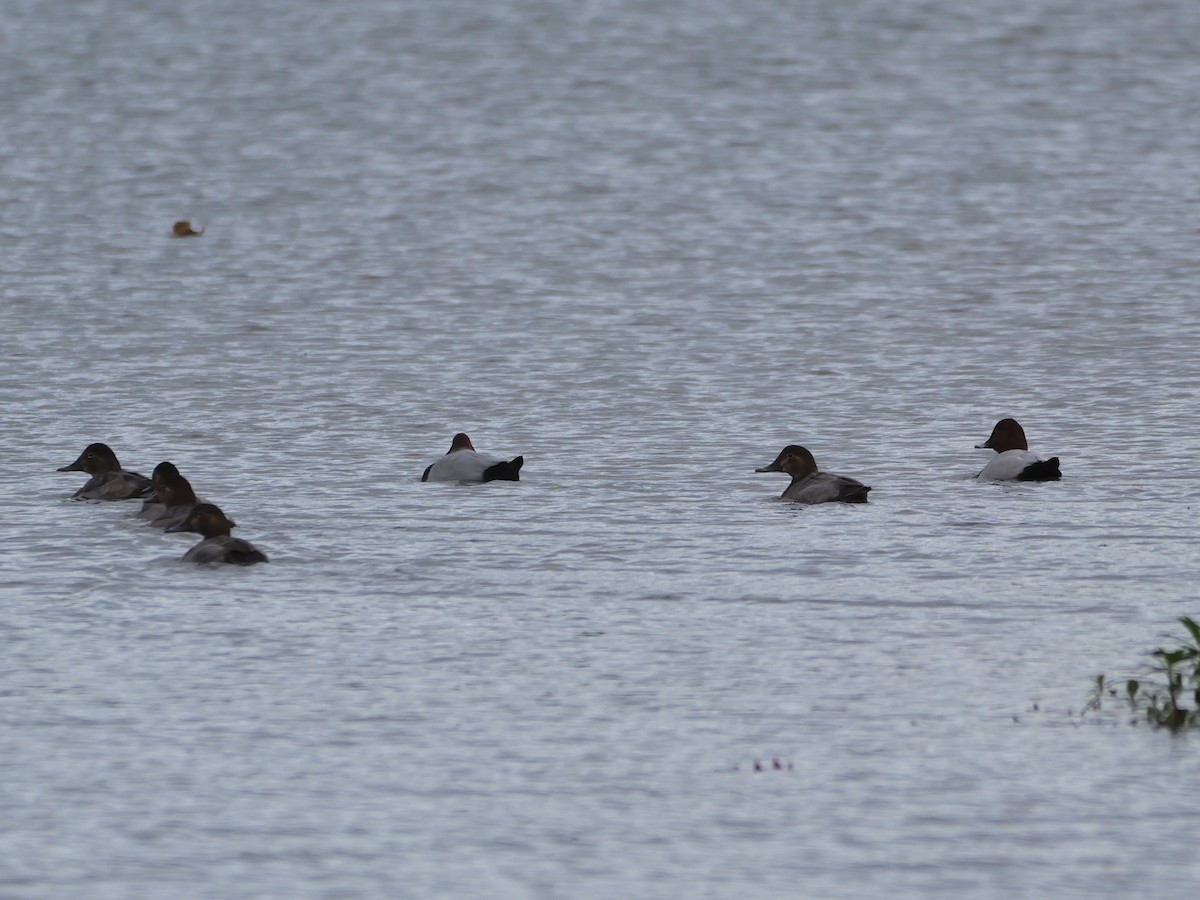 taffeland - ML644754933