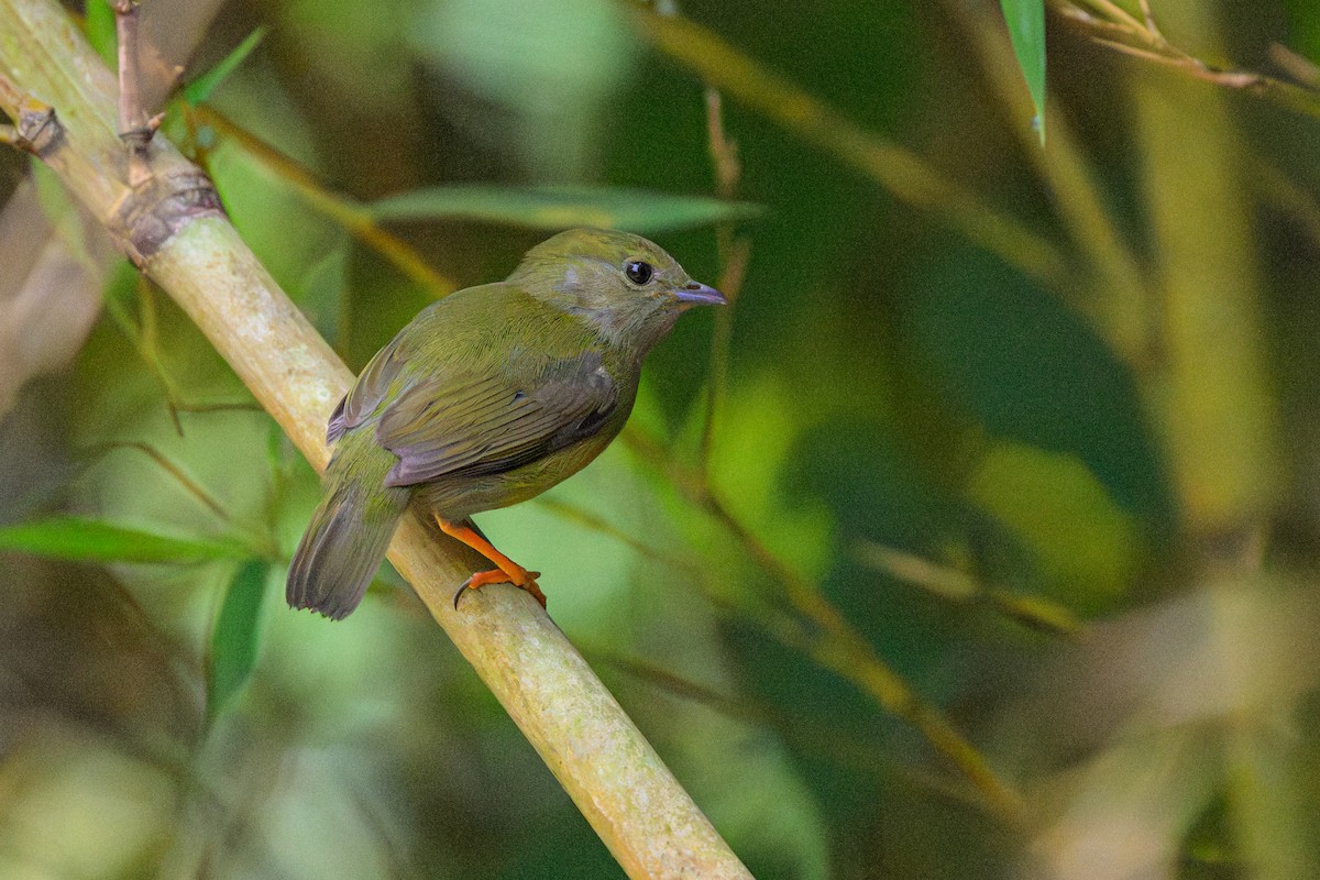 White-bearded Manakin - ML644754942
