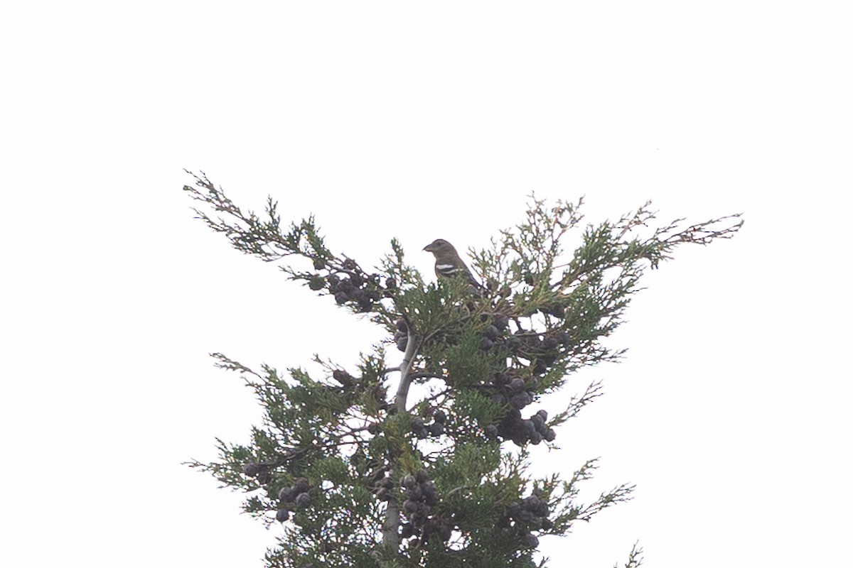 ヒスパニオライスカ - ML644754952