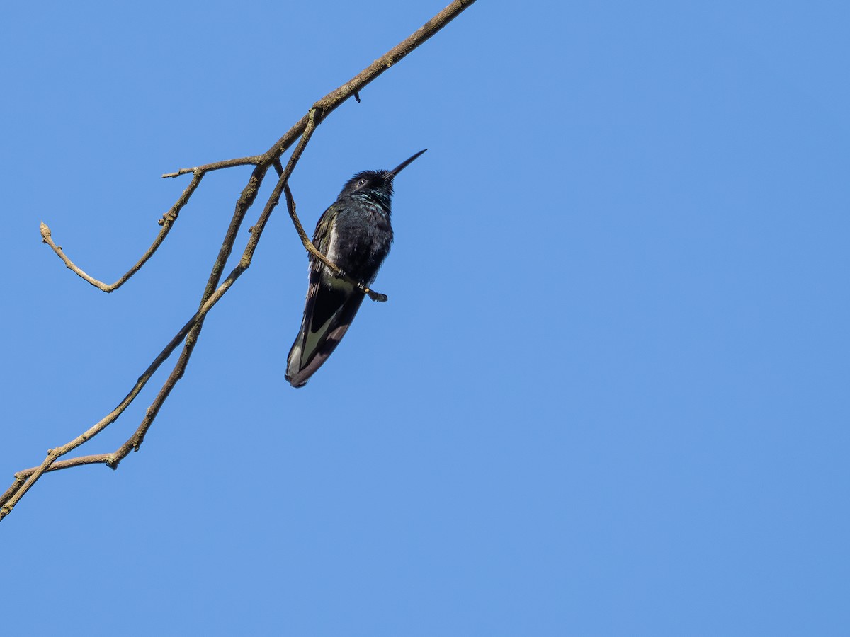 クロハチドリ - ML644754953